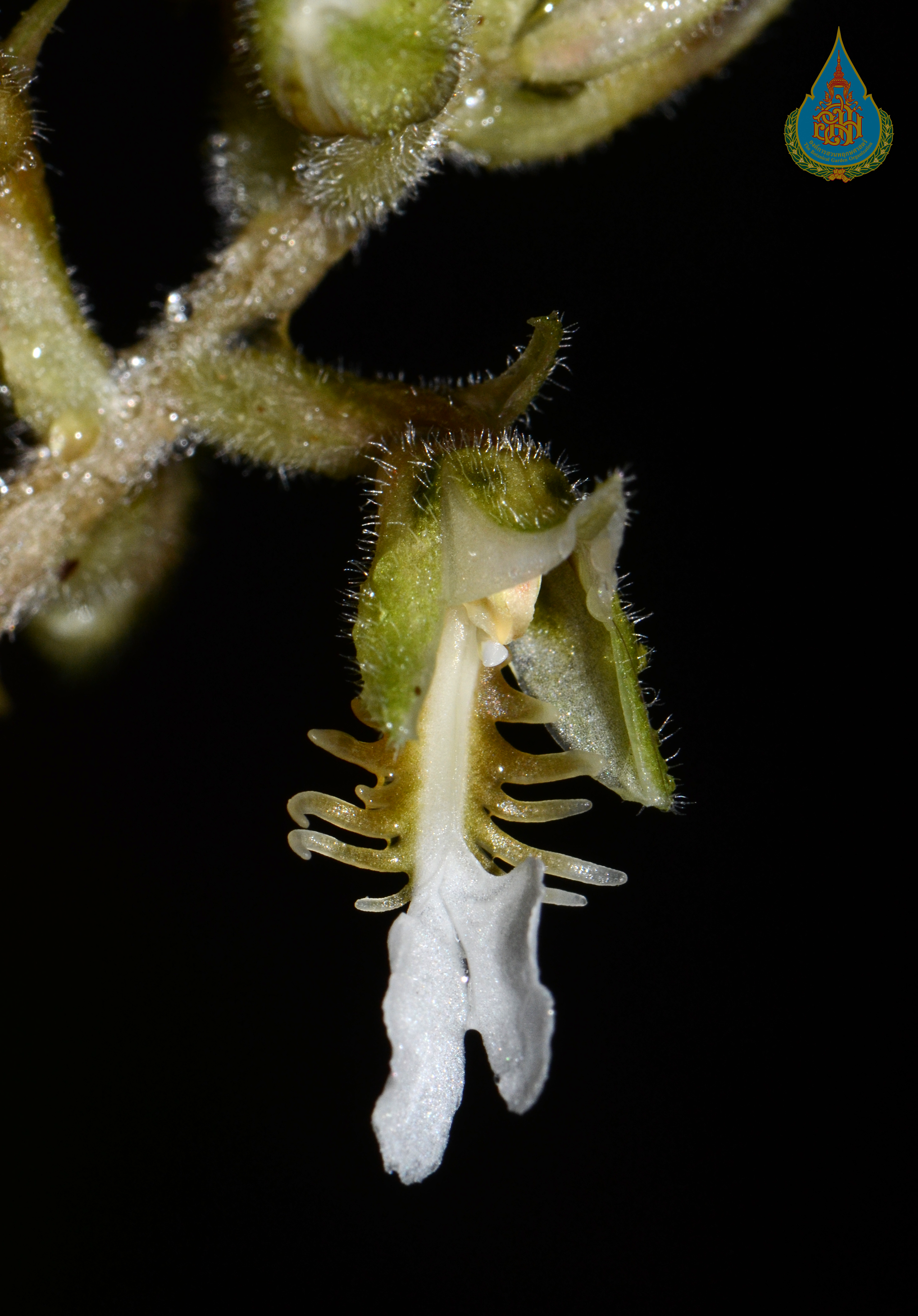 สีอาน Odontochilus brevistylis Hook.f.<br/>ORCHIDACEAE